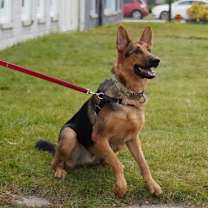 Thumbnail photo of Shadow #1