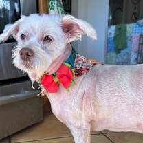 Thumbnail photo of Popcorn prev Mellow SP #1