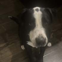 Thumbnail photo of Carlotta #2