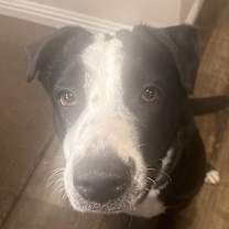 Thumbnail photo of Carlotta #3