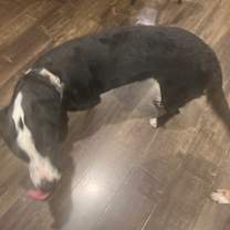 Thumbnail photo of Carlotta #4