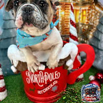 Thumbnail photo of Annie #1