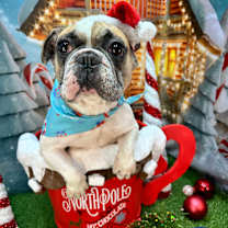 Thumbnail photo of Annie #4