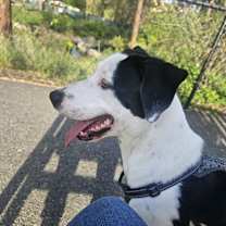 Thumbnail photo of Carlina #1