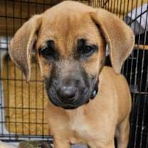 Thumbnail photo of PUPPY TOPAZ #1