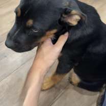 Thumbnail photo of Dash #1