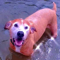 Thumbnail photo of KAHLUA #3