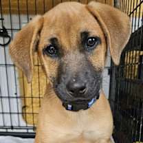 Thumbnail photo of PUPPY TOPAZ #2