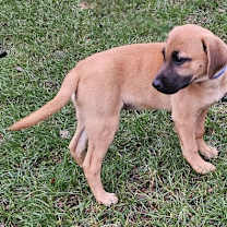 Thumbnail photo of PUPPY TOPAZ #4