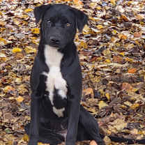 Thumbnail photo of Ash #1