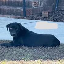 Thumbnail photo of Ash #2