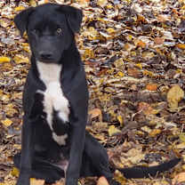 Thumbnail photo of Ash #4