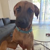 Thumbnail photo of Robbie #1