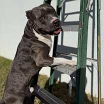 Thumbnail photo of Kimbo #3