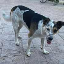 Thumbnail photo of Scooter #2