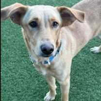 Thumbnail photo of Tess #4