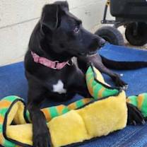 Thumbnail photo of Ramona #2