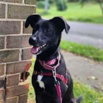 Thumbnail photo of Ramona #4