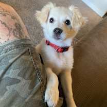 Thumbnail photo of Loki #1