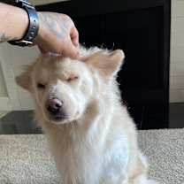 Thumbnail photo of Loki #3