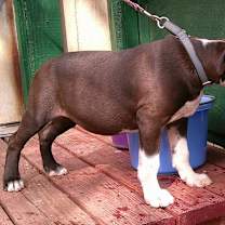 Thumbnail photo of TUGBOAT #3