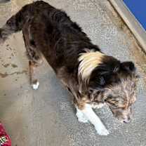 Thumbnail photo of Biscuit #1