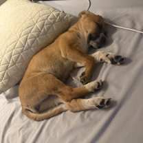 Thumbnail photo of Aquila #3