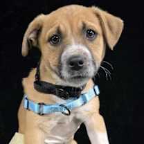 Thumbnail photo of Aquila #4