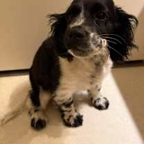 Thumbnail photo of Chunky #1