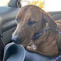 Thumbnail photo of Penig #4