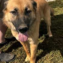 Thumbnail photo of Bo Duke #4