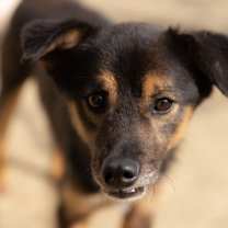 Thumbnail photo of Harry #1