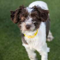 Thumbnail photo of Karli (JN25-376) #1