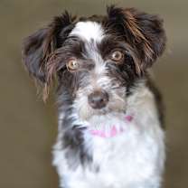 Thumbnail photo of Karli (JN25-376) #4