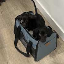 Thumbnail photo of Dev #4