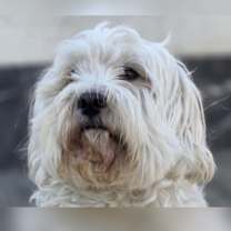 Thumbnail photo of CUCKOO (Mid-East) ma #1