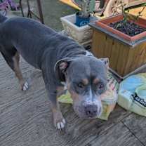 Thumbnail photo of Weezy #1