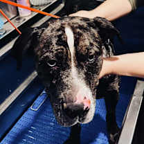 Thumbnail photo of Bosco (FKA Bruce) #2