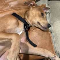 Thumbnail photo of Snoopy (FKA Nev) #3