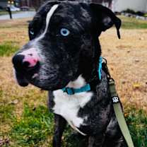 Thumbnail photo of Bosco (FKA Bruce) #3