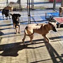 Thumbnail photo of CONCHA #4