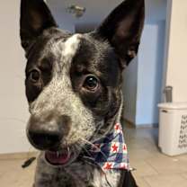 Thumbnail photo of Azul #2