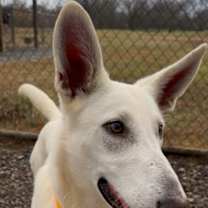 Thumbnail photo of Mercedes #3