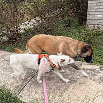 Thumbnail photo of Snow White #3