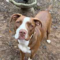 Thumbnail photo of Dunston #1