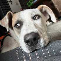 Thumbnail photo of Snow White #4