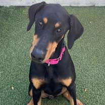 Thumbnail photo of Piper 3493 #4