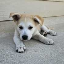 Thumbnail photo of Sonny #4