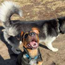 Thumbnail photo of Bandit #1