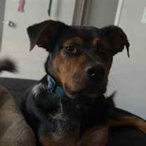 Thumbnail photo of Bandit #2